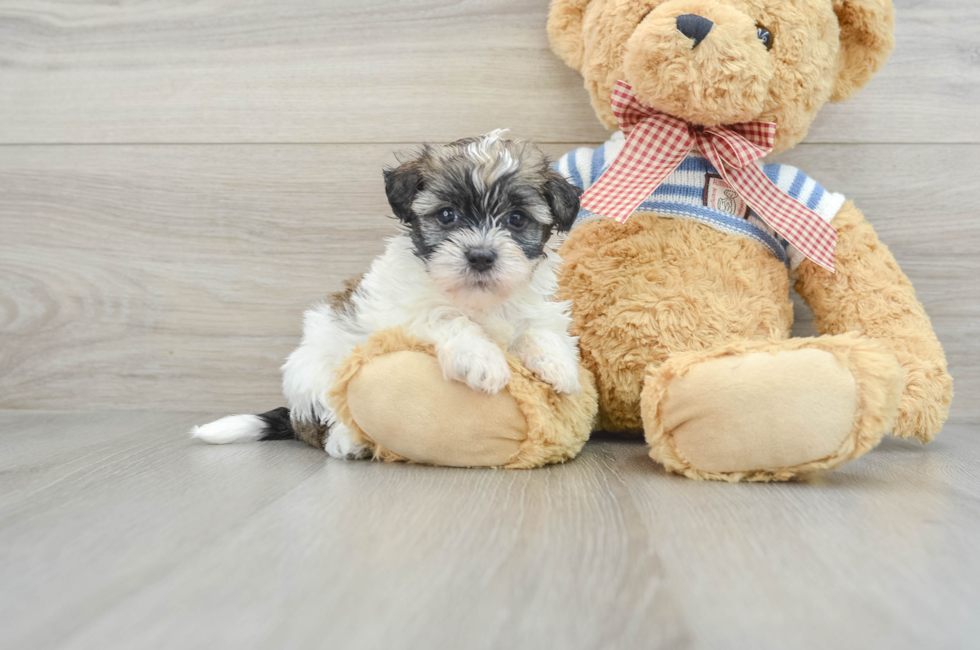 6 week old Havanese Puppy For Sale - Premier Pups