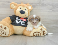 9 week old Havanese Puppy For Sale - Premier Pups