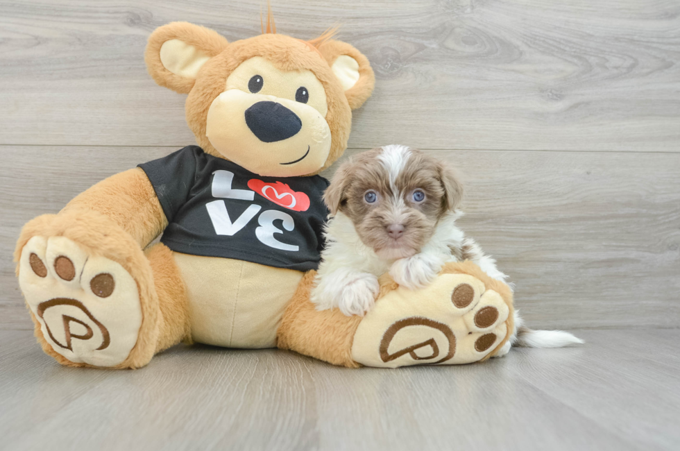 6 week old Havanese Puppy For Sale - Premier Pups