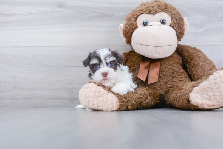 Funny Havanese Baby