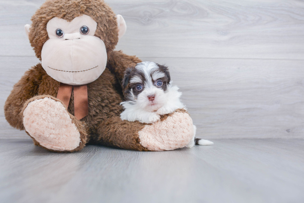 Akc Registered Havanese Baby