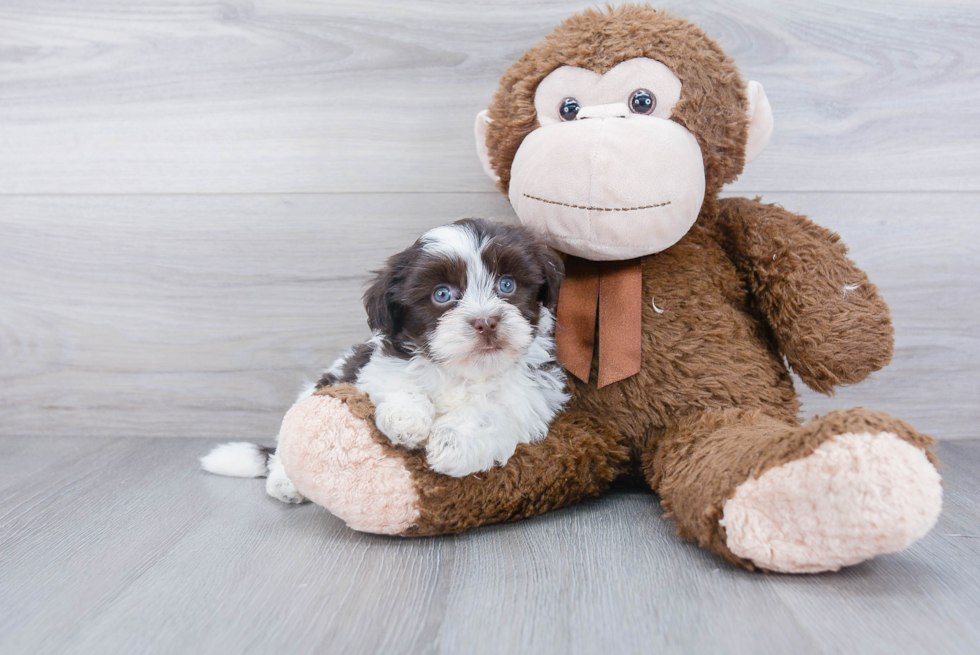 Adorable Havanese Purebred Puppy