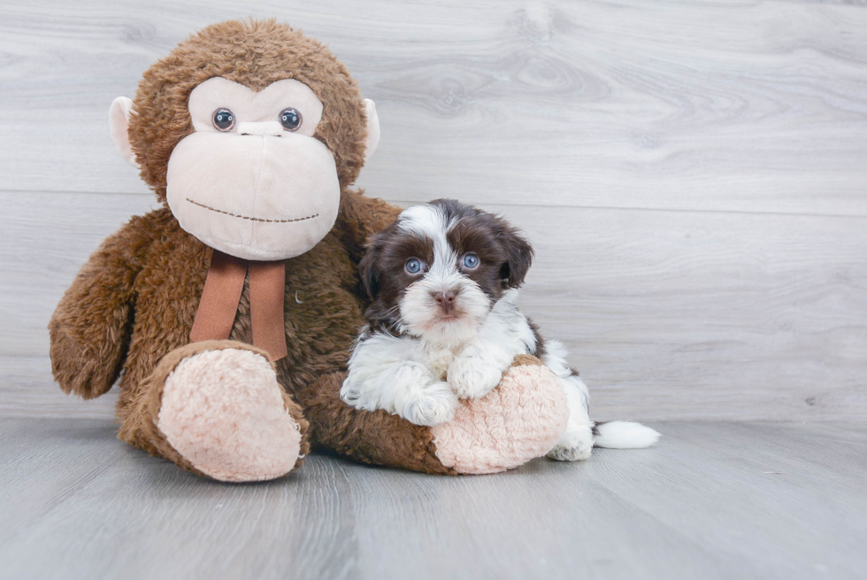 Havanese Pup Being Cute