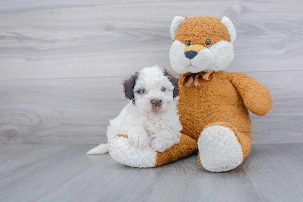 Havanese Pup Being Cute