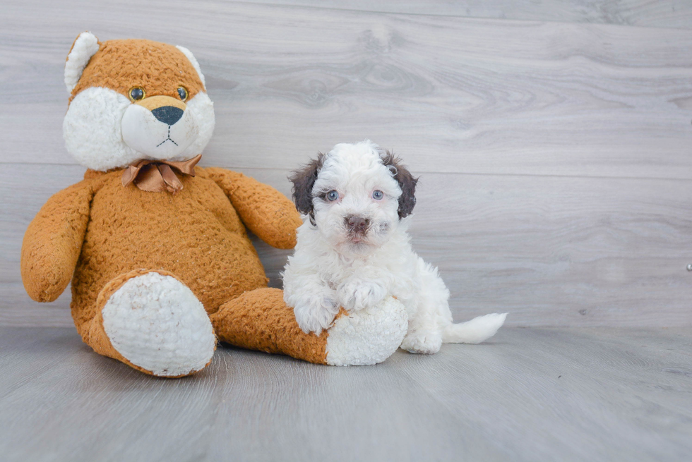 Havanese Puppy for Adoption