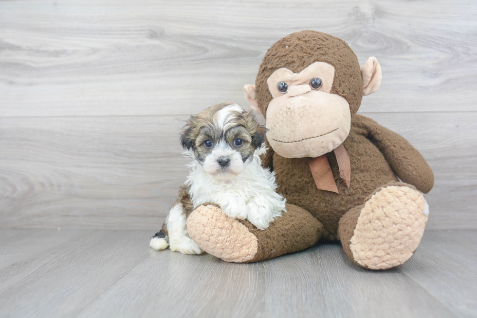 Small Havanese Purebred Pup