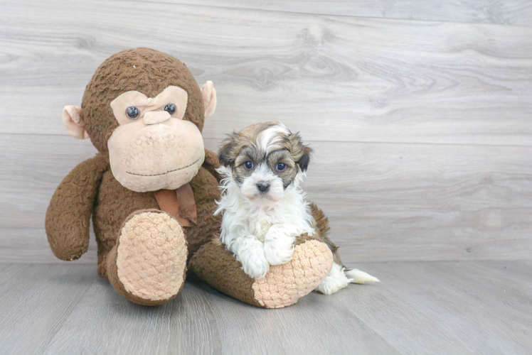 Small Havanese Purebred Pup