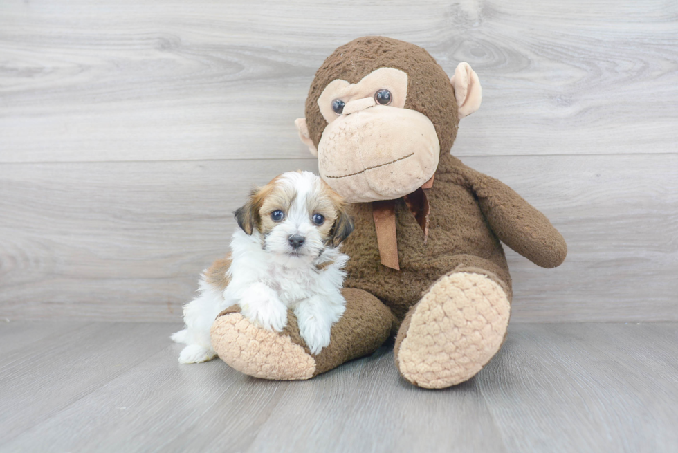 Friendly Havanese Baby