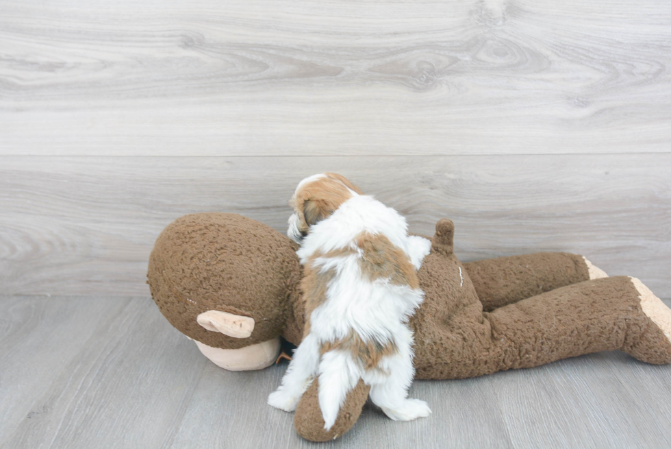 Sweet Havanese Purebred Puppy