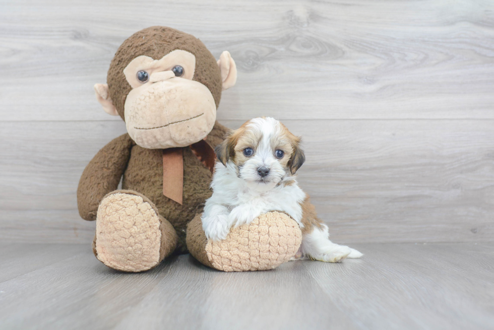 Cute Havanese Purebred Puppy