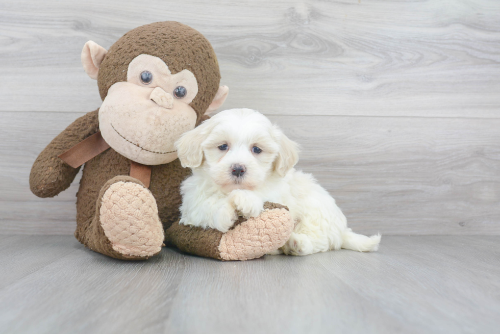 Havanese Pup Being Cute