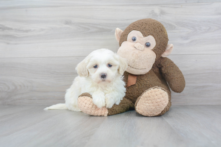 Little Havanese Purebred Pup