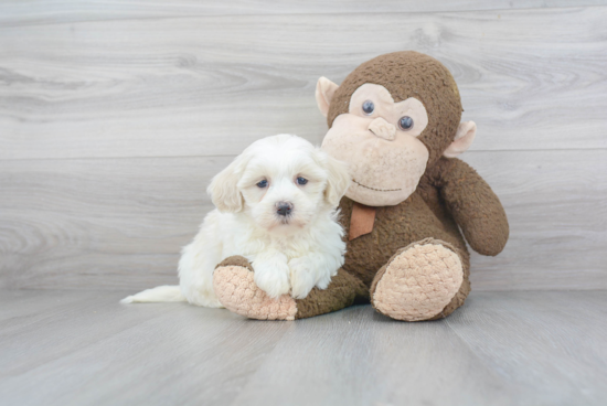 Little Havanese Purebred Pup