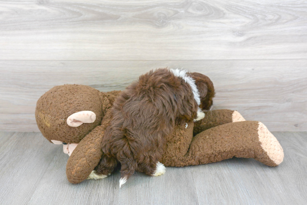 Havanese Pup Being Cute