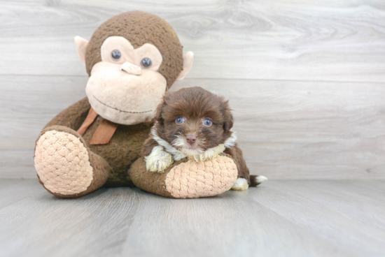 Havanese Pup Being Cute