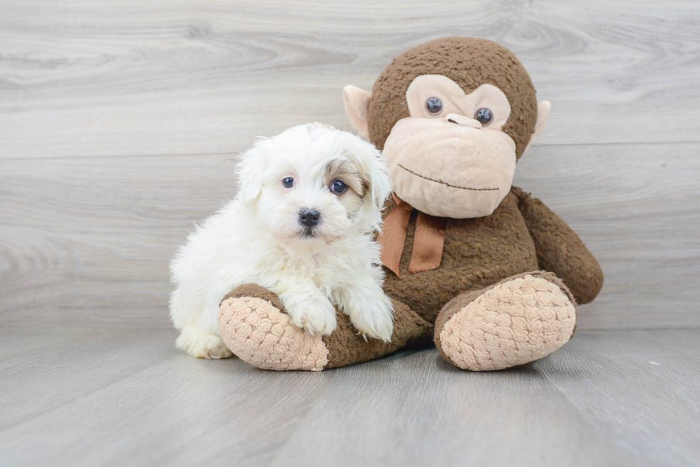 Small Havanese Purebred Pup