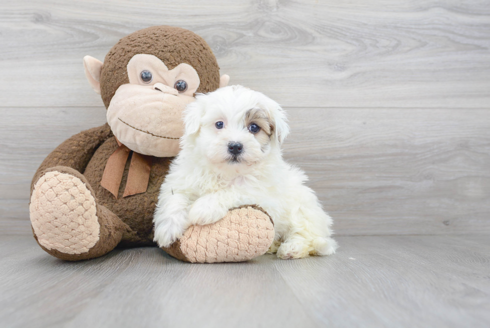 Best Havanese Baby