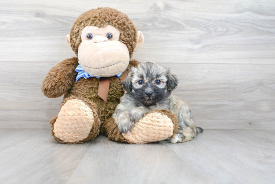 Havanese Pup Being Cute