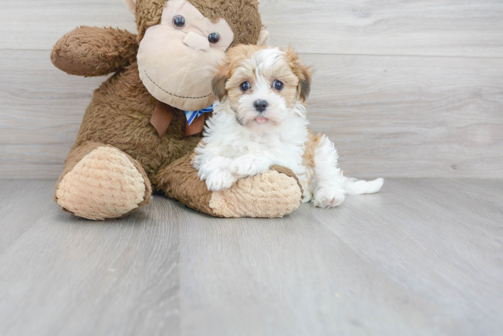 Best Havanese Baby