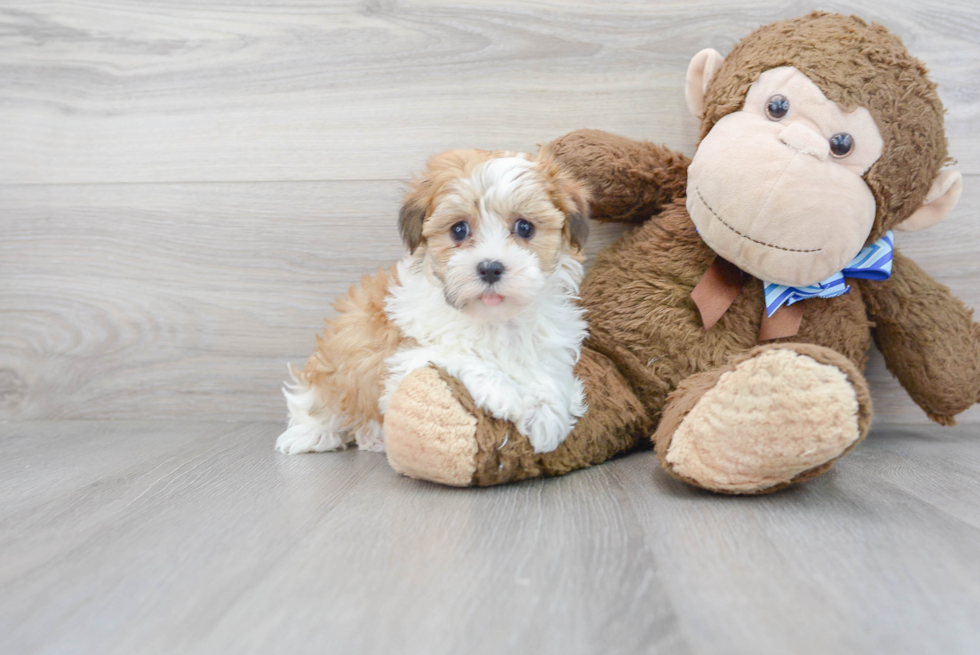 Popular Havanese Baby