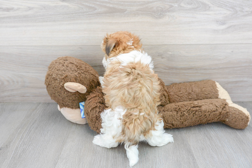 Friendly Havanese Baby