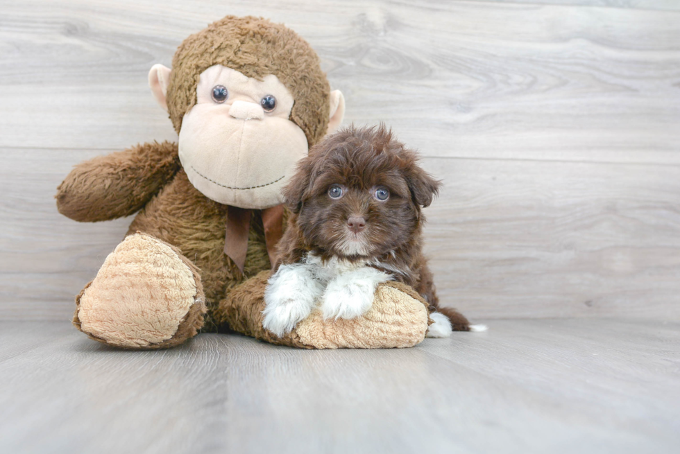 Best Havanese Baby