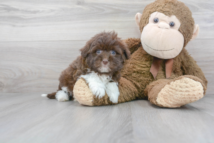 Cute Havanese Purebred Pup