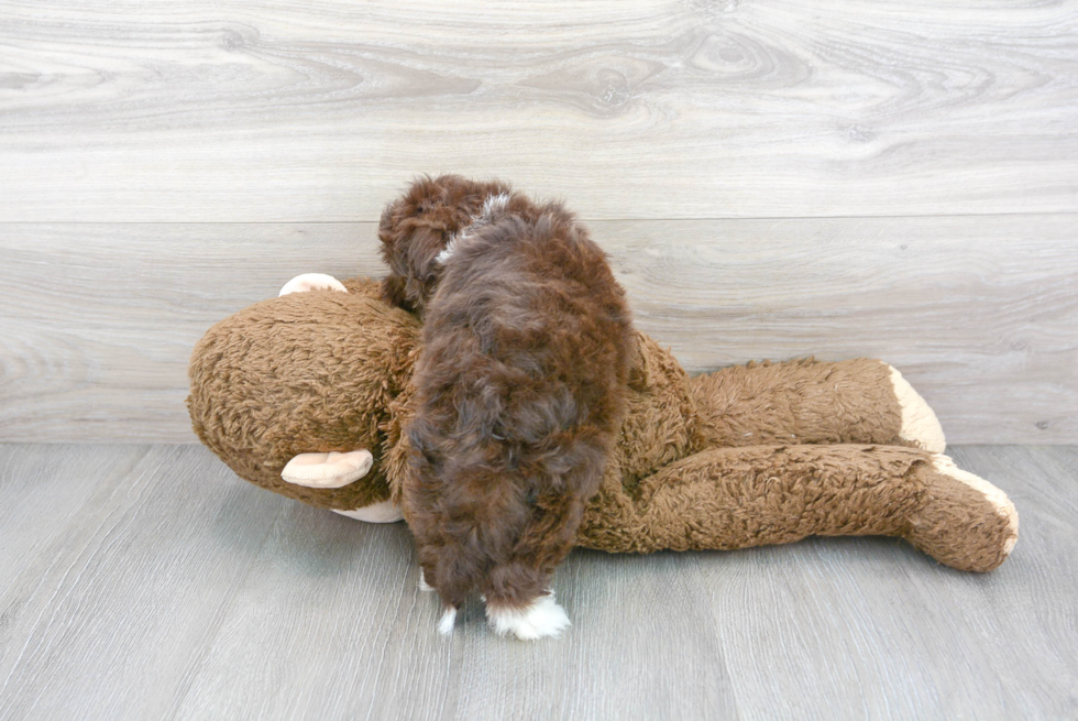 Cute Havanese Baby