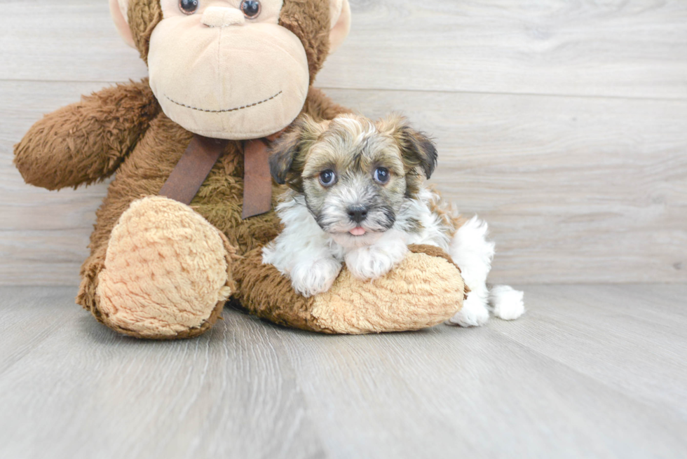 Havanese Puppy for Adoption