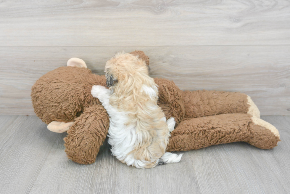 Havanese Pup Being Cute