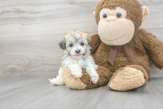 Funny Havanese Baby