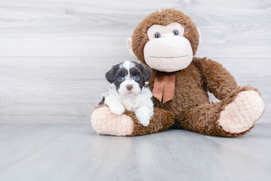 Fluffy Havanese Purebred Puppy