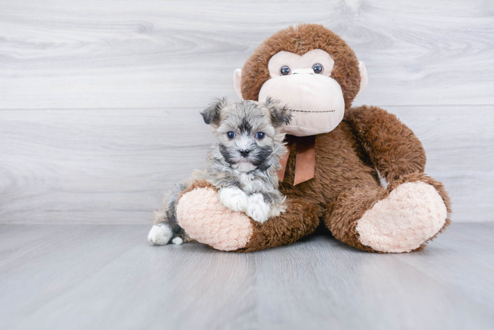 Smart Havanese Purebred Puppy