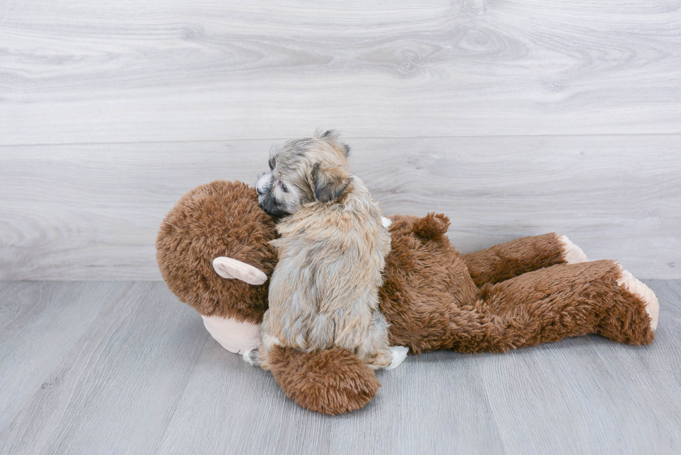 Sweet Havanese Purebred Puppy