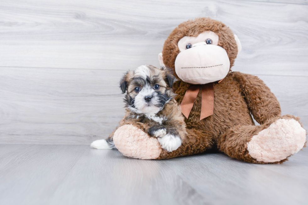 Small Havanese Purebred Pup