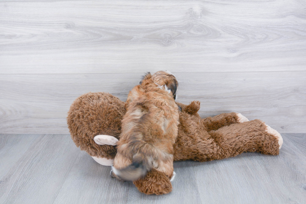 Havanese Pup Being Cute