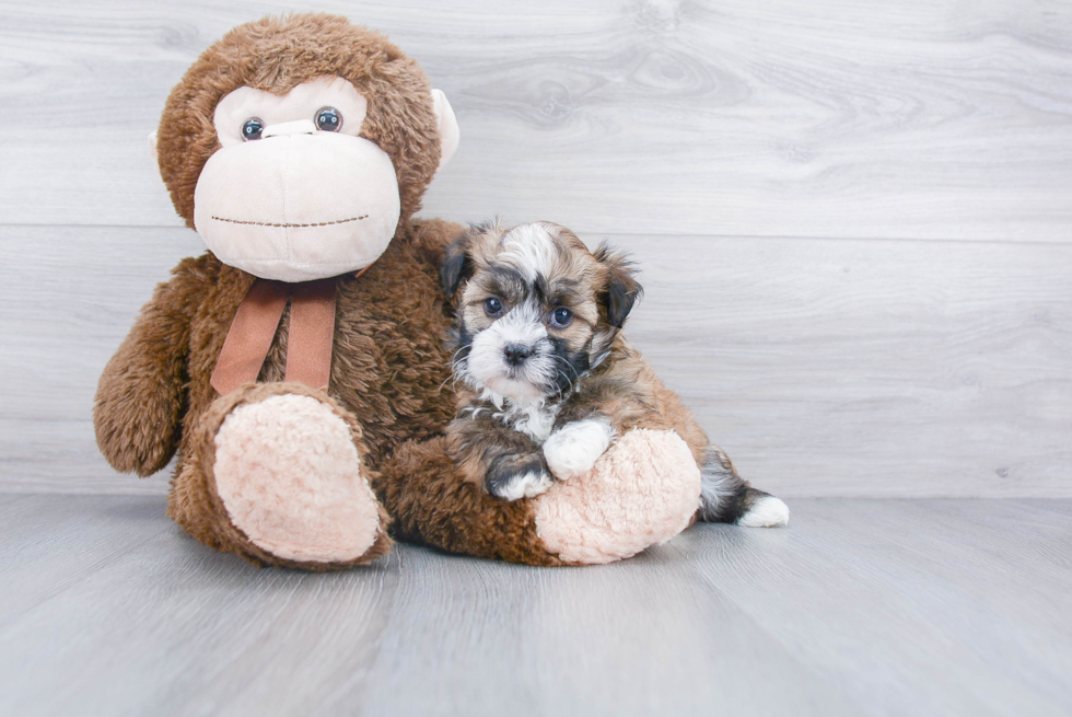 Playful Havanese Baby