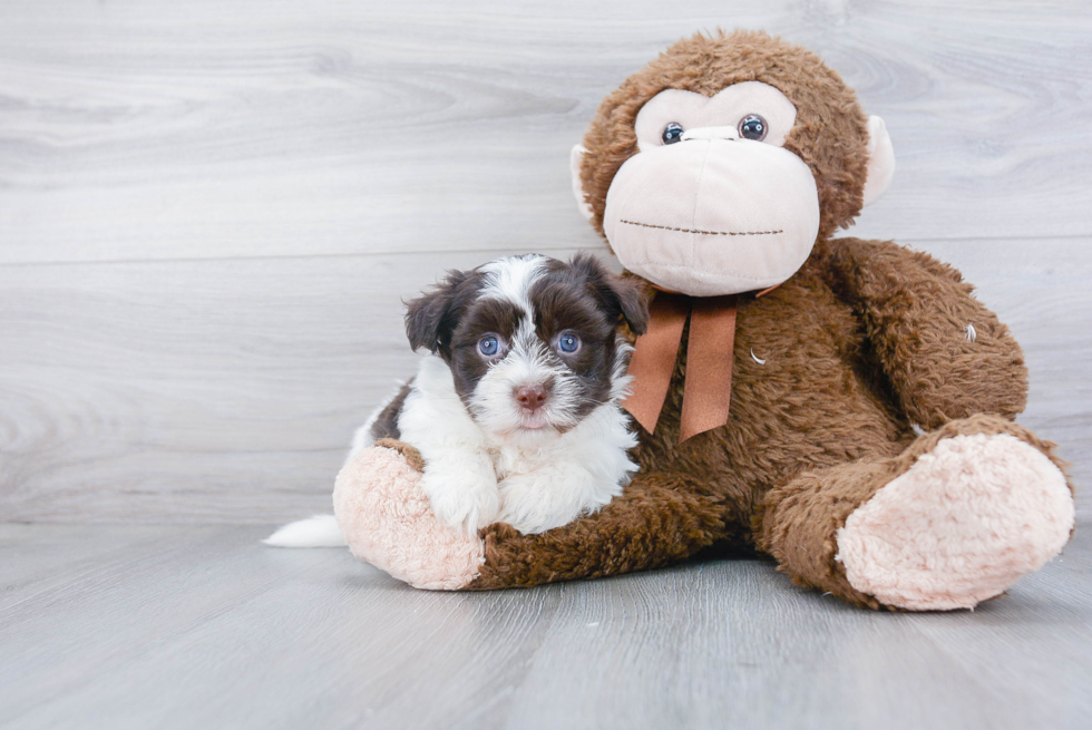 Sweet Havanese Purebred Puppy