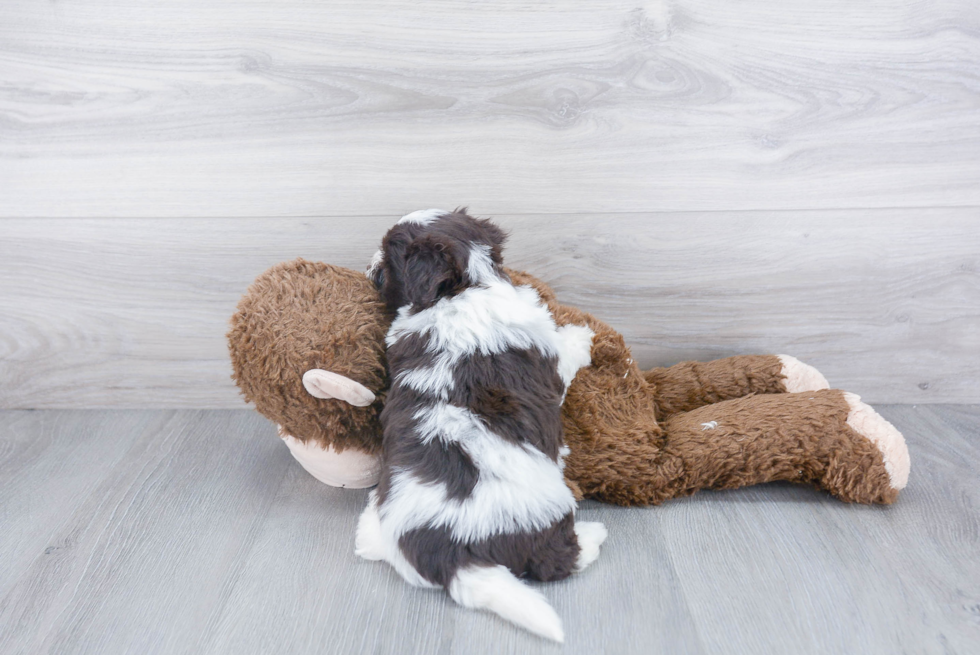 Havanese Pup Being Cute