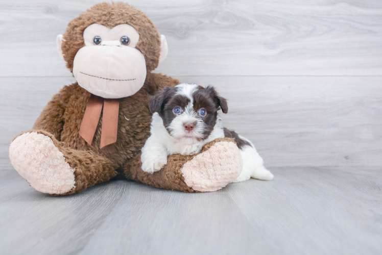 Best Havanese Baby