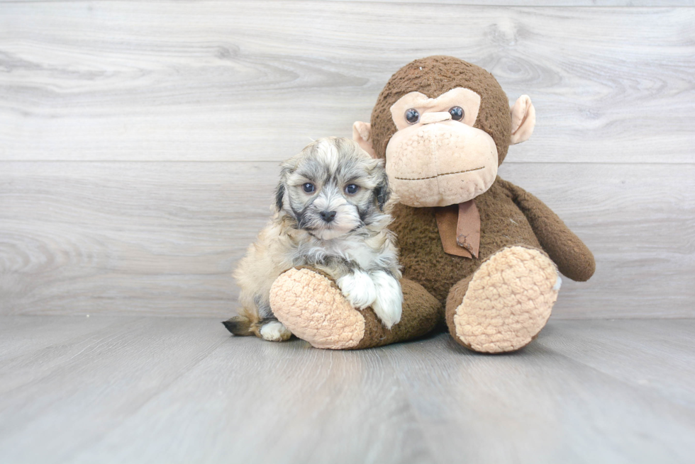 Sweet Havanese Purebred Puppy