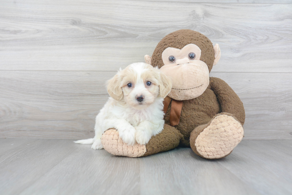 Cute Havanese Purebred Puppy