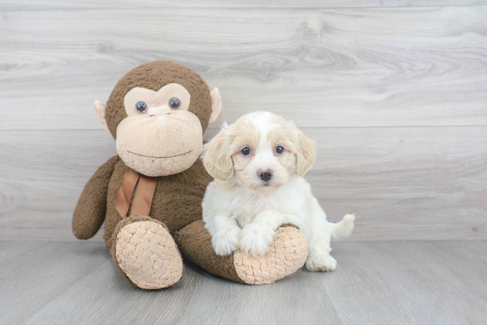 Havanese Pup Being Cute