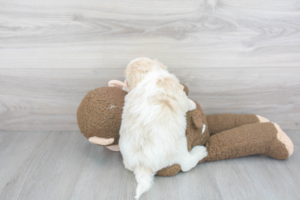 Friendly Havanese Purebred Pup