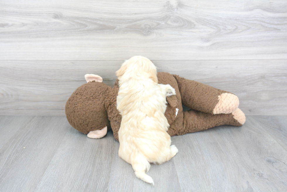 Havanese Pup Being Cute