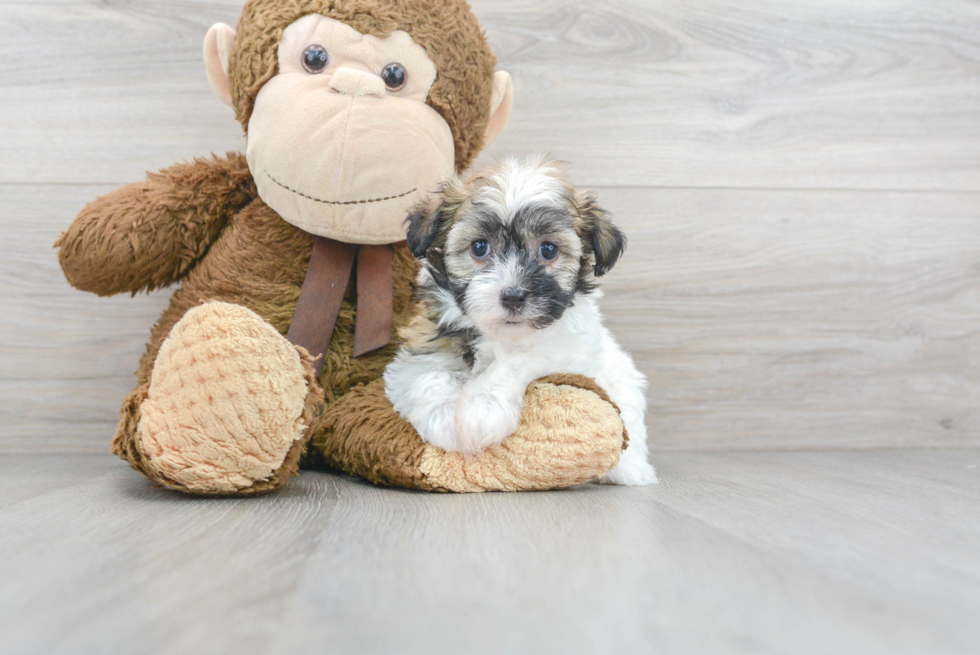 Energetic Havanese Purebred Puppy