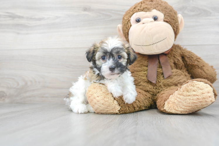 Playful Havanese Purebred Pup