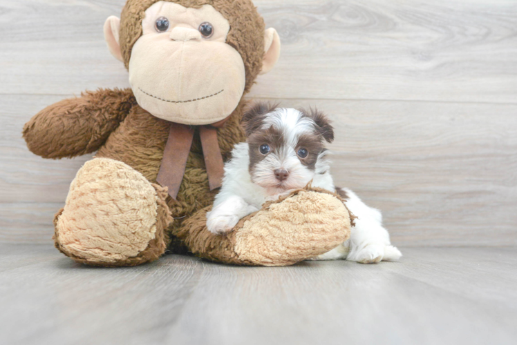 Smart Havanese Purebred Puppy