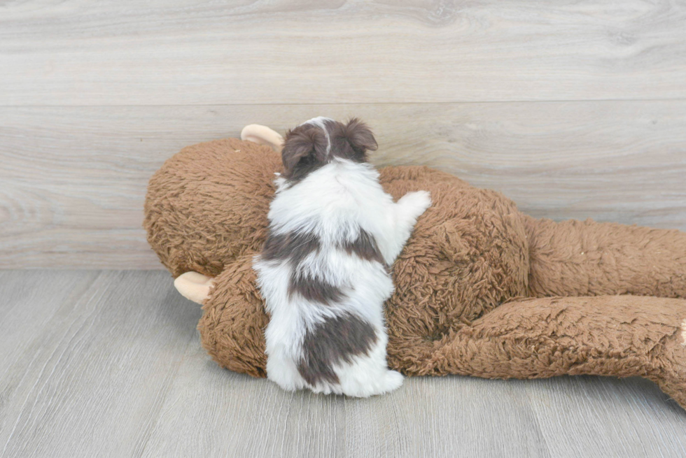 Havanese Pup Being Cute