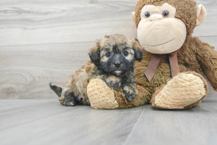 Small Havanese Purebred Pup